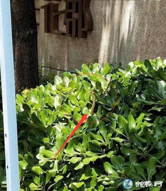 武汉小区旁灌木丛惊现毒蛇“竹叶青”！墙隔壁就是幼儿园！