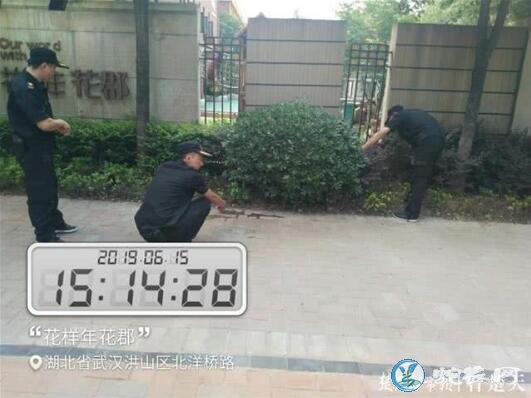 武汉小区旁灌木丛惊现毒蛇“竹叶青”!墙隔壁就是幼儿园!