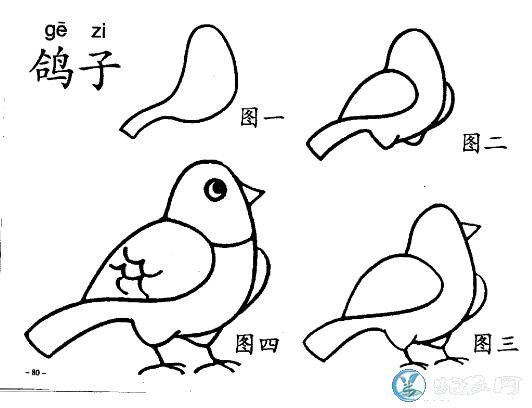 鸽子简笔画