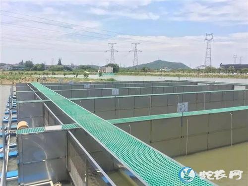 浙江湖州南浔生态养鱼颠覆你的想象