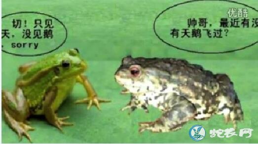 青蛙和癞蛤蟆的区别