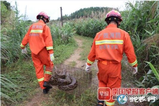 防城港大蟒蛇闯入养鸭棚偷吃10只鸭子