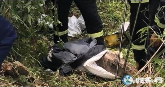 福建小牛惨遭3米蟒蛇吞下!母牛一直低吼无力救子!