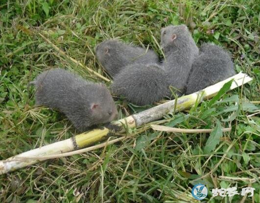 竹鼠养殖