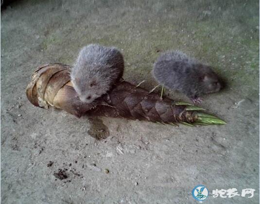 竹鼠养殖