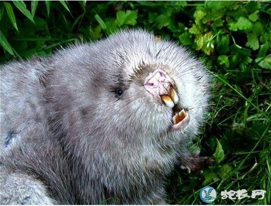 竹鼠图片