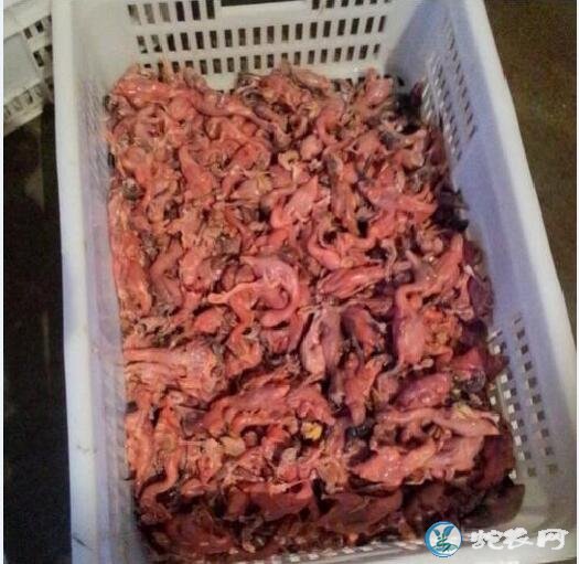 饲料小鸡喂蛇需要去掉蛋黄吗?