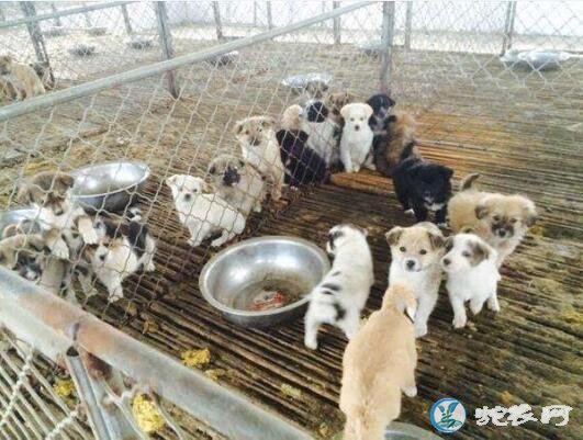 肉狗养殖