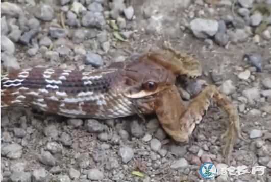 养蛙场的死青蛙能捡来做蛇饲料喂蛇吗?