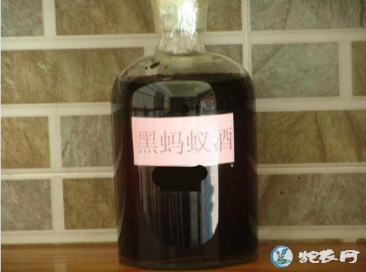 黑蚂蚁泡酒有什么功效