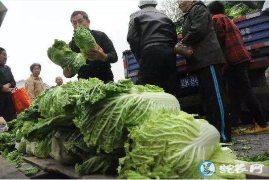 白菜价格