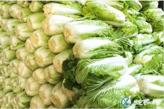 白菜价格