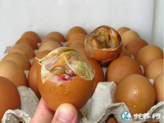 毛蛋喂蛇做蛇饲料需要去毛吗?