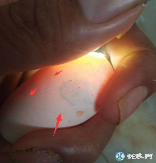 蛇种蛋灯光照发现黑斑是死胎还是正常?