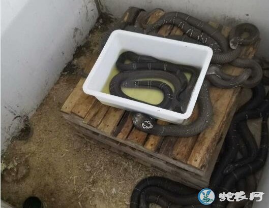中国养蛇技术网