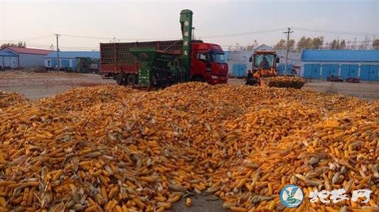 中国玉米即将和国际市场接轨