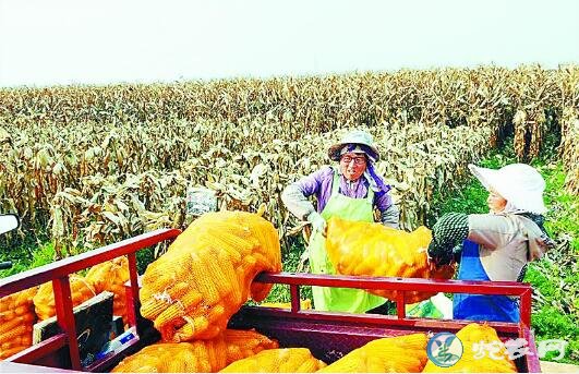 中国玉米即将和国际市场接轨
