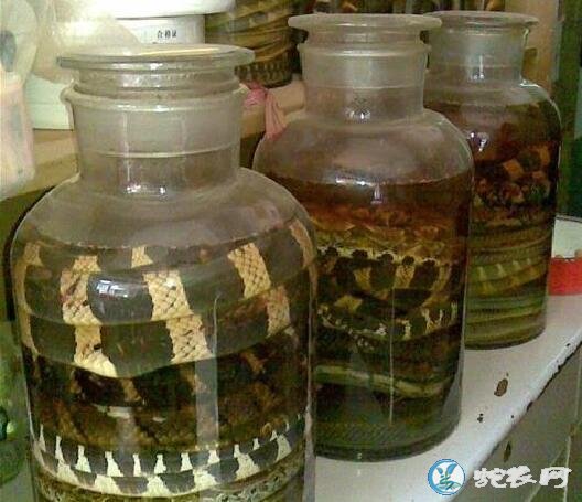 金环蛇，银环蛇和泰国眼睛蛇泡出来的酒有什么功能？