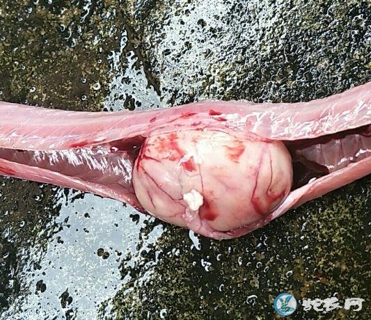 蛇肿瘤怎么治疗
