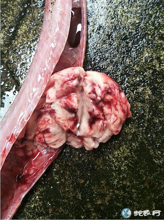 蛇肿瘤怎么治疗