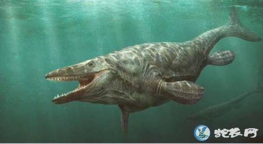 7000万年远古巨兽被发现！加拿大挖出海怪化石疑似海王龙！