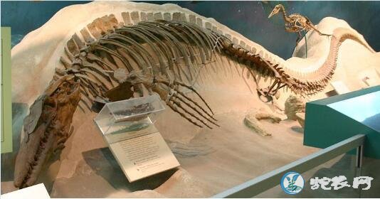 7000万年远古巨兽被发现！加拿大挖出海怪化石疑似海王龙！