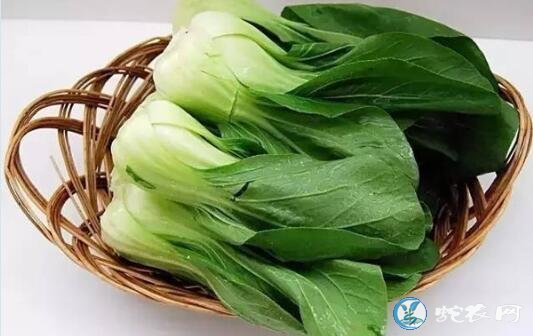 青菜