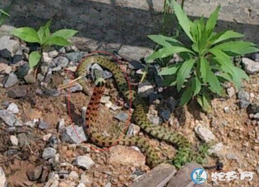 虎斑游蛇是菜花蛇吗?