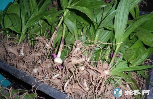 白芨种子种植