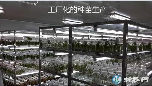白芨种苗种植