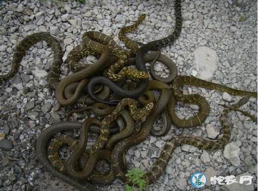 王锦蛇青年蛇价格多少?