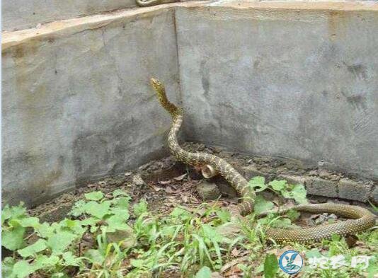 王锦蛇青年蛇价格多少?