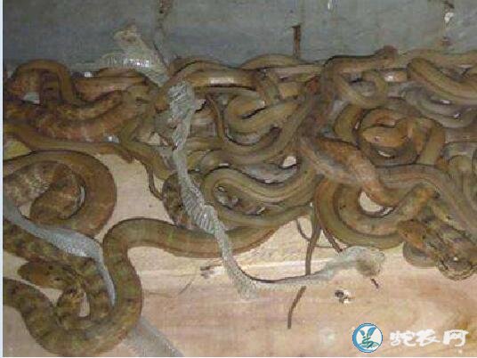 王锦蛇青年蛇价格多少?