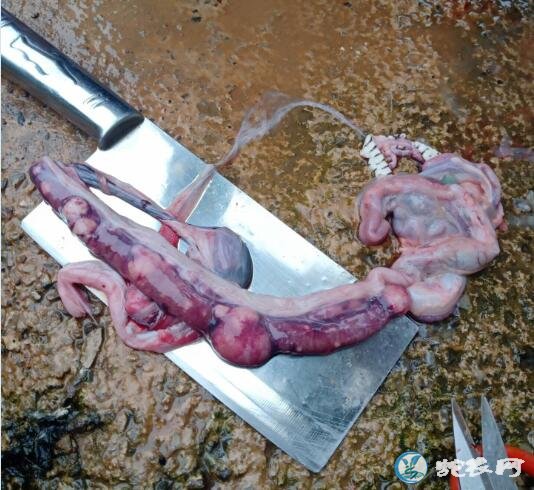 图说养蛇、蛇内脏长满肿瘤问题探讨!