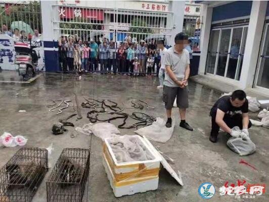 养蛇人切勿涉足野生蛇类!柳林民警挡获可疑面包车有254条蛇!