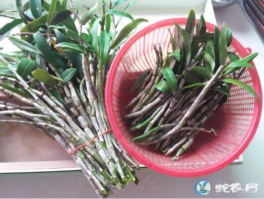 铁皮石斛的价格
