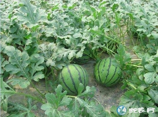 西瓜图片
