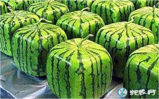 方形西瓜