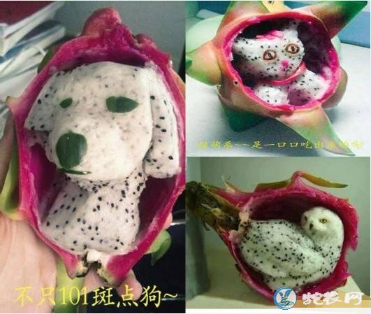 火龙果图片