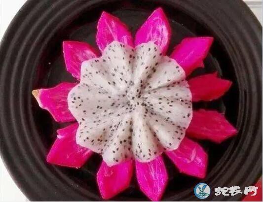 火龙果图片
