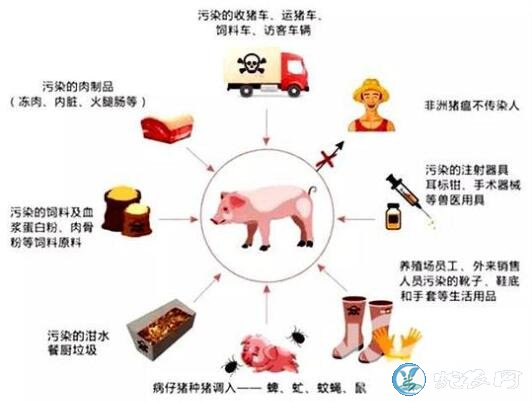 四川夹江县发生非洲猪瘟疫情！已经死亡21头！