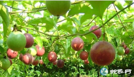 百香果图片