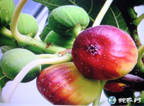 吃无花果的禁忌