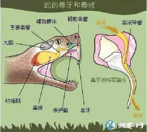 黑曼巴蛇砍去蛇头后能生吃吗？