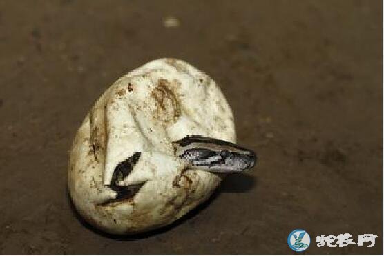 蟒蛇产卵的图片