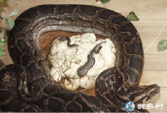 蟒蛇产卵的图片