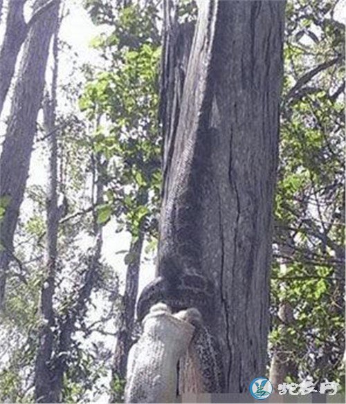小伙山上发现会动的“树藤”！仔细一看是巨蟒捕食！