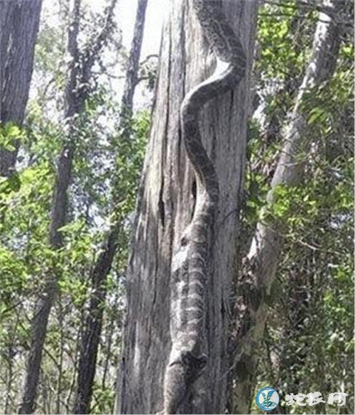 小伙山上发现会动的“树藤”！仔细一看是巨蟒捕食！