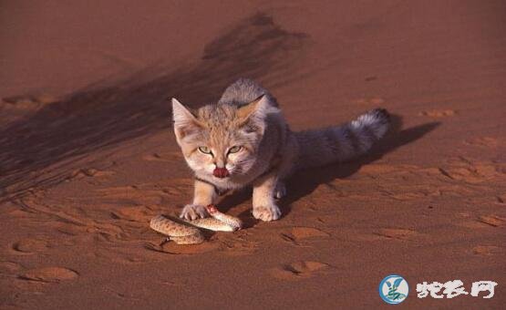 蛇的天敌沙漠猫