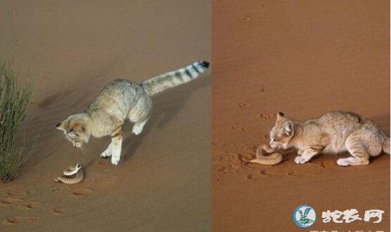 蛇的天敌沙漠猫